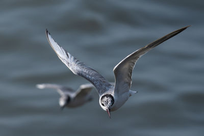 Laridae fly in the air seagull flying over sea try to catch fish to get food.