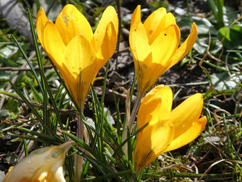 Close-up of yellow day lily blooming on field