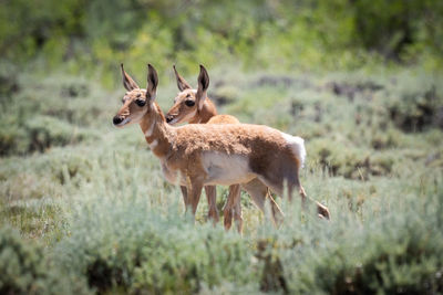 Pronghorn on plants in forest