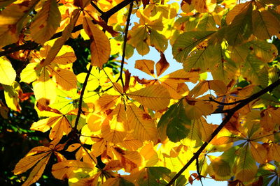 Close-up of yellow maple leaves