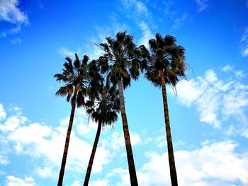 Low angle view of palm trees against blue sky