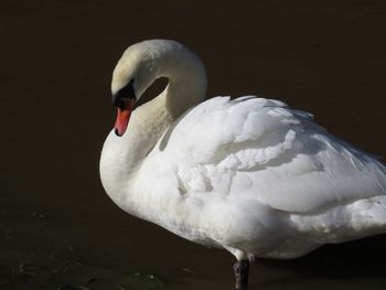 Close-up of white swan in water