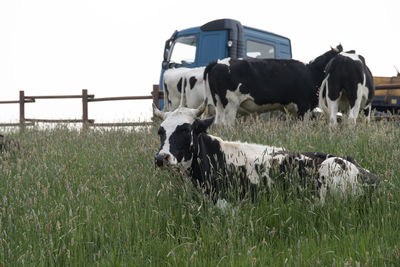 Cows on field against sky