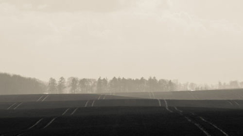 Trees on field in foggy weather