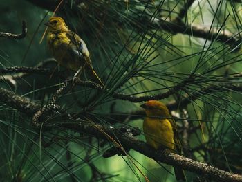 View of birds perching on tree