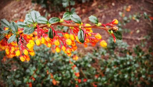 Close-up of red leaves