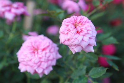 Close-up of pink flowering plant