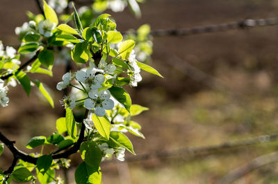 Close-up of plant against blurred background