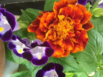 Close-up of orange flowering plant