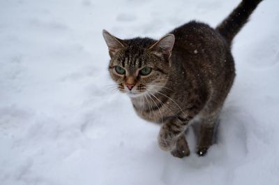 Portrait of a cat