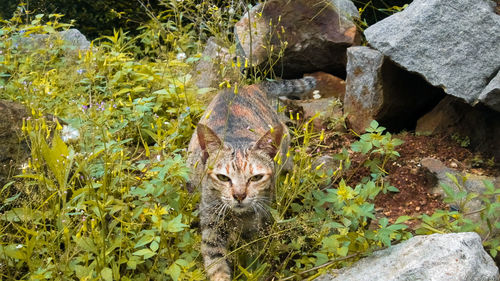 Portrait of cat on rock