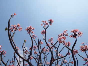 Low angle view of cherry blossoms against sky