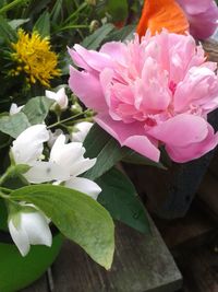 Close-up of pink flower