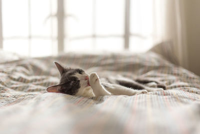 Close-up of cat lying on bed