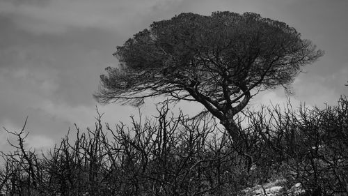 Low angle view of bare tree against sky