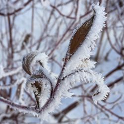 Close-up of frozen tree