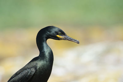 Close-up of a bird