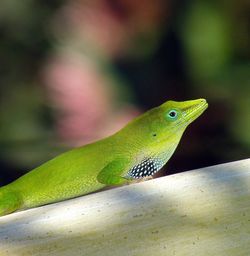 Close-up of green lizard