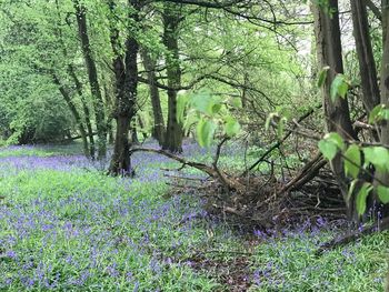 Plants and trees in forest