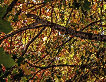 Low angle view of tree