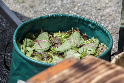 High angle view of shiso leaves and lettuce in green container during camping