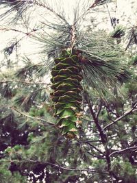 Low angle view of pine tree