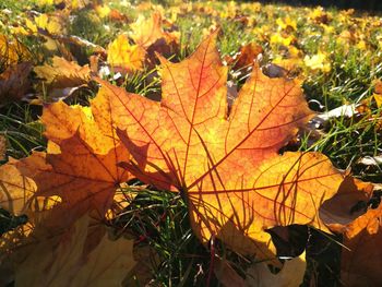 Close-up of maple leaves fallen on grass