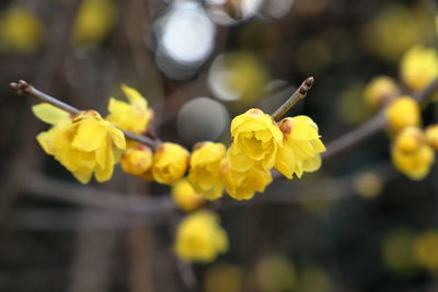 Close-up of yellow flowering plant