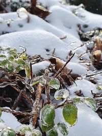 High angle view of frozen plants