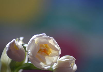 Close-up of white rose