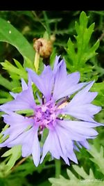 Close-up of purple flowers blooming outdoors