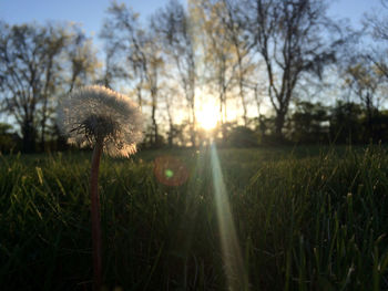 Scenic view of grassy field against sky at sunset