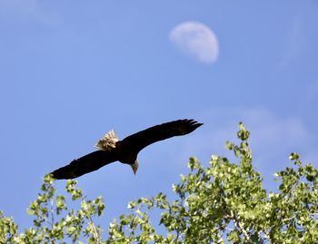 Low angle view of eagle flying against sky