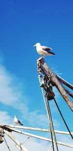 Low angle view of seagull perching on metal against sky