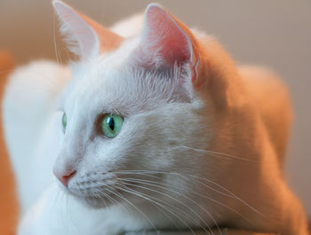 Close-up of white cat looking away