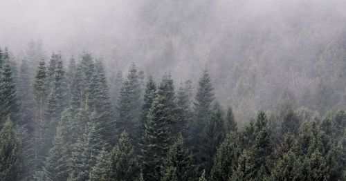 Panoramic view of pine trees in forest