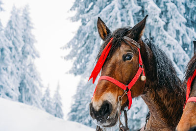 Horse in snow covered forest