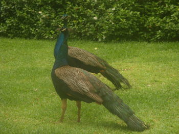 Peacock in field