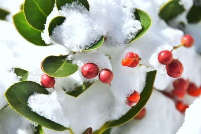 Close-up of frozen ice cream