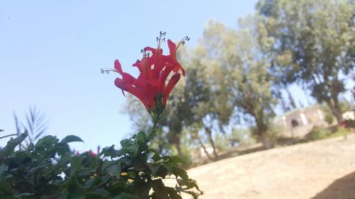 Close-up of red flowers growing on plant against sky