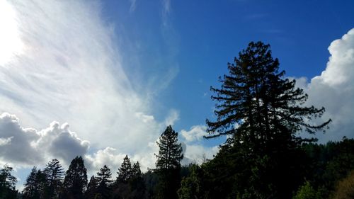 Low angle view of trees in forest against sky