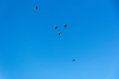 Low angle view of birds flying in sky