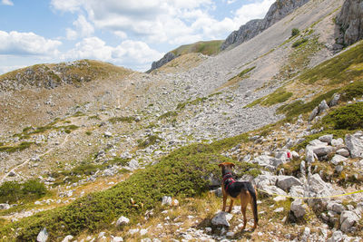 View of a dog on rock