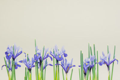 Close-up of purple flowering plant against clear sky