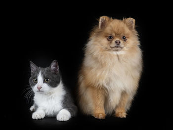 Portrait of two cats against black background