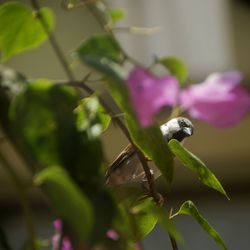 Close-up of butterfly perching on leaf