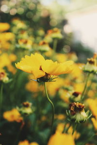 Close-up of yellow flowering plant