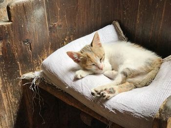 High angle view of cat sleeping