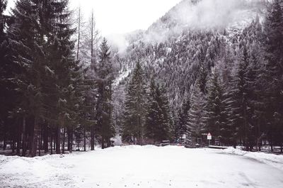 Snow covered trees in forest