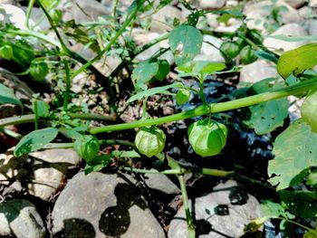 High angle view of plants growing on field